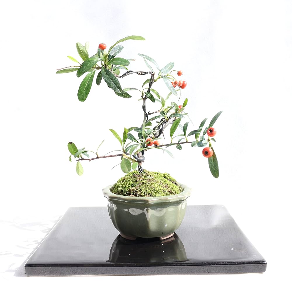 ピラカンサ　[模様木]　大品盆栽 古木感上々 優しい幹模様 ピラカンサ ピラカンサス 赤実 風情